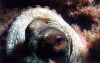 Poulpe clin d'oeil sympa ou l'Octopus Whortonus by Philippe Brunner 